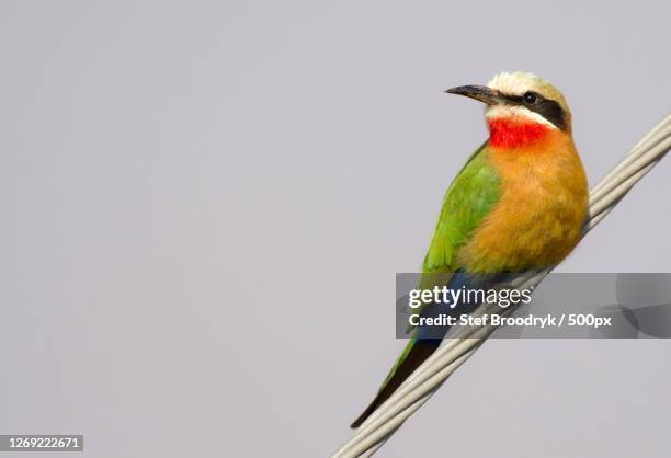 Groblersdal Animals Groblersdal Photos and Premium High Res Pictures - Getty Images