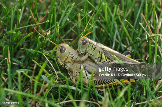 close-up of frog on grass, denmark, united states - locust fotografías e imágenes de stock