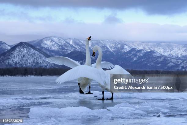 scenic view of snow-capped mountains against sky - whooper swan stock-fotos und bilder