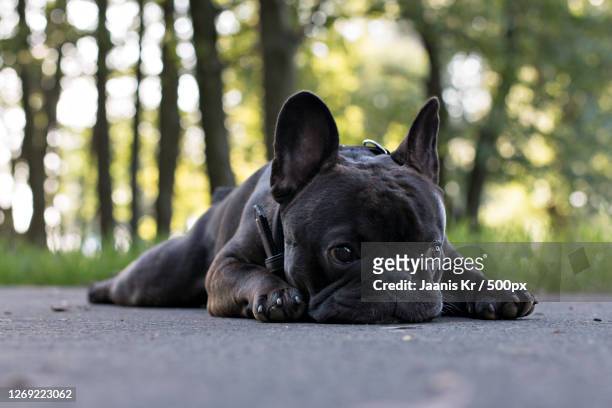 close-up of dog lying down on road, tallinn, estonia - puppy lying down stock pictures, royalty-free photos & images