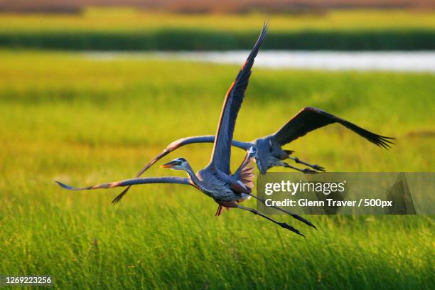 close-up of bird flying over field, poquoson, united states - poquoson stock pictures, royalty-free photos & images