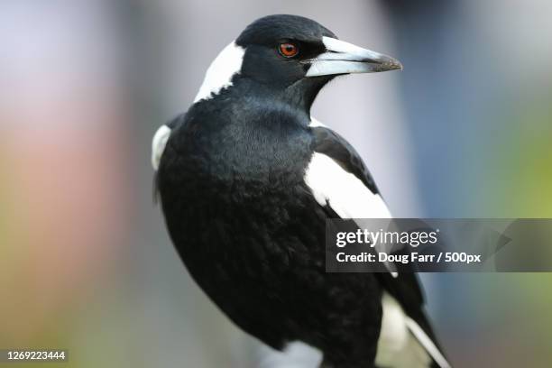 close-up of bird perching outdoors, rosebud west, australia - elster stock-fotos und bilder