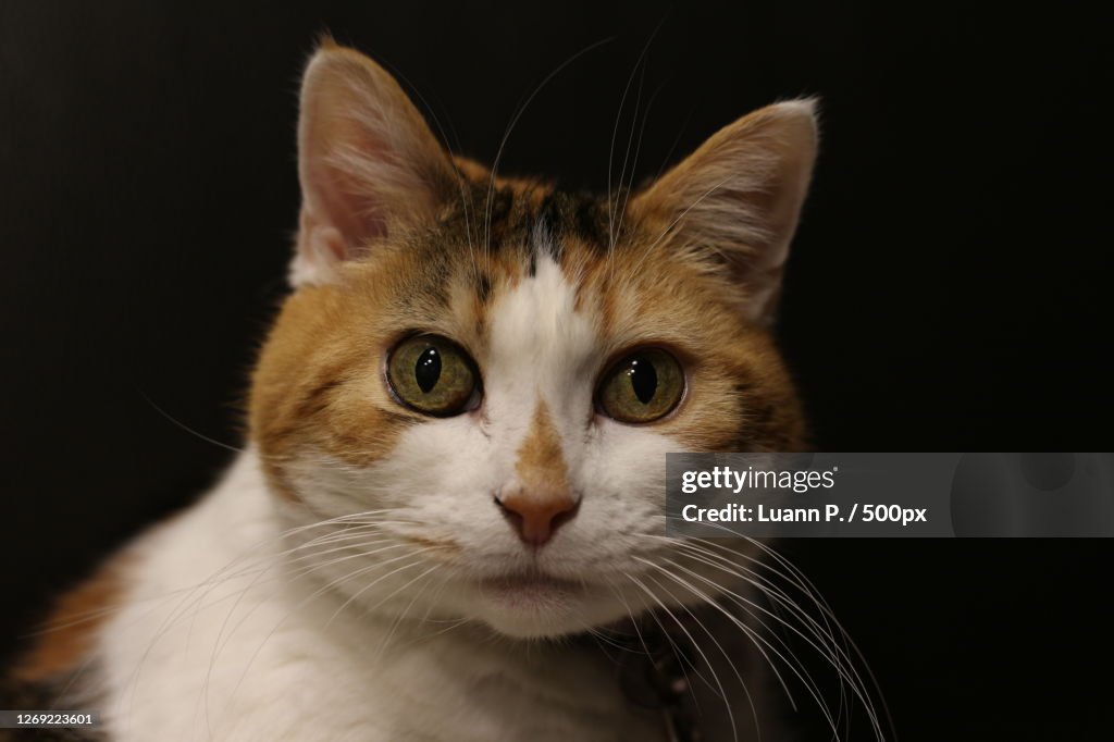 Close-Up Portrait Of Cat Against Black Background