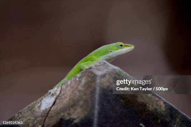 close-up of lizard on rock, adamstown, pitcairn - pitcairnöarna bildbanksfoton och bilder