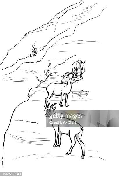 ilustraciones, imágenes clip art, dibujos animados e iconos de stock de unidad familiar de mountain goats - cabra montés americana