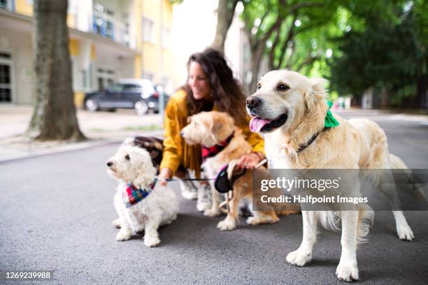 woman with three pet dogs outdoors in city, resting. - pet care stock pictures, royalty-free photos & images