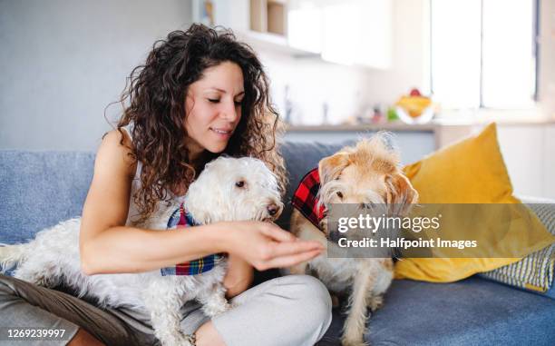 woman with two pet dogs sitting indoors at home, relaxing. - dog sitter stock pictures, royalty-free photos & images