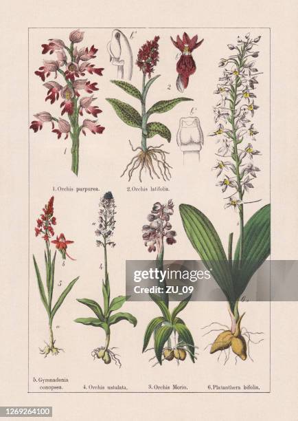 monocotyledons, orchids, chromolithograph, published in 1895 - western marsh orchid stock illustrations