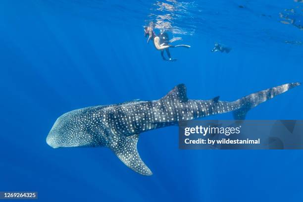 whale shark and tourists, pacific ocean, just outside kona, big island, hawai'i. - kona stock pictures, royalty-free photos & images
