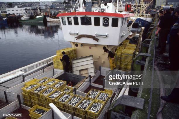Déchargement des chalutiers au retour de la pêche à Killybegs, dans le comté de Donegal, en août 1981, Irlande.