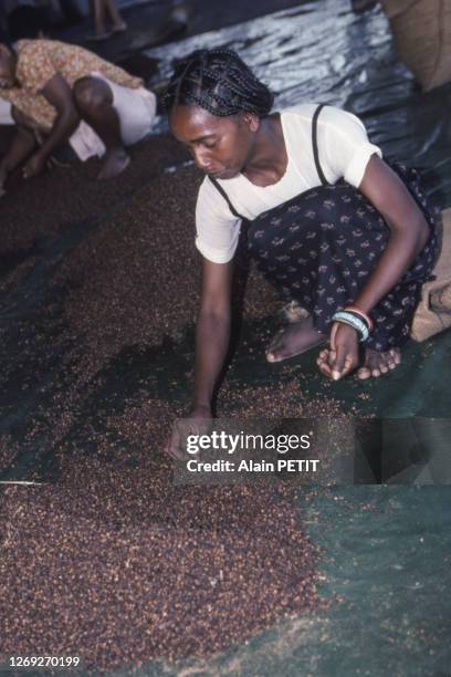 Tri de la récolte de clous de girofle à Foulpointe, en décembre 1990, Madagascar.