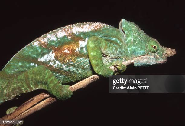 Caméléon Furcifer sur une branche à Madagascar, en novembre 1994.