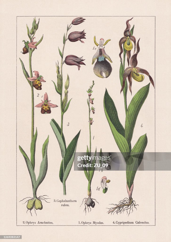 Monocotyledons, Orchideen, Chromolithograph, veröffentlicht 1895