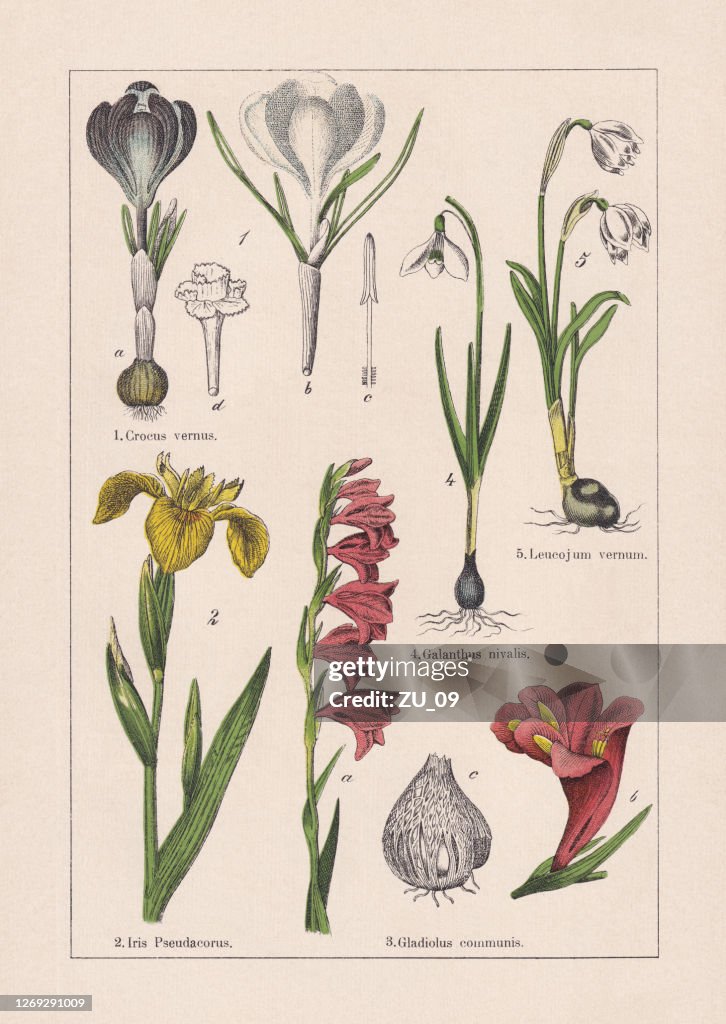 Monocotyledons, iridaceae, chromolithograph, published in 1895