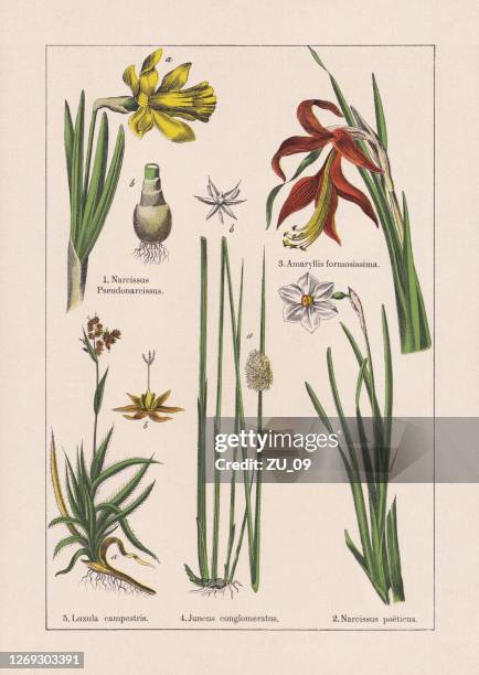 monocotyledons, chromolithograph, published in 1895 - daffodil stock illustrations