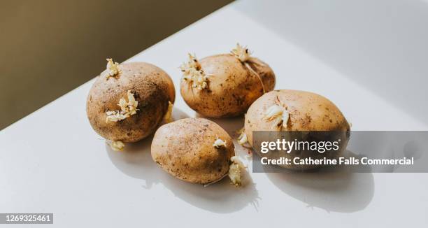 sprouted potatoes on a white surface - piantina di semenzaio foto e immagini stock