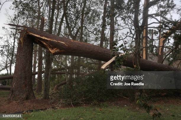 Downed pine trees are seen after Hurricane Laura passed through the area on August 28, 2020 in Lake Charles, Louisiana . The hurricane hit with...