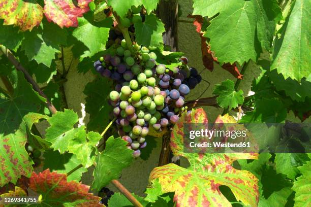 grapes growing outdoors - unripe stock pictures, royalty-free photos & images