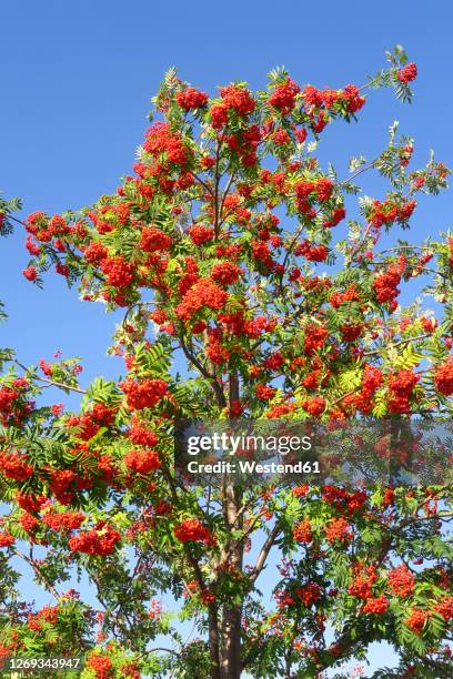 rowan tree in spring - rowan tree stock pictures, royalty-free photos & images