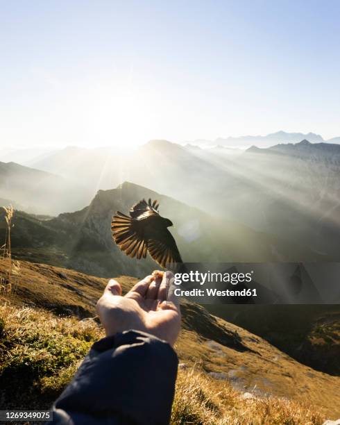 jackdaw flying in front of hand with food, hochplatte, bavaria, germany - kauwberg stockfoto's en -beelden