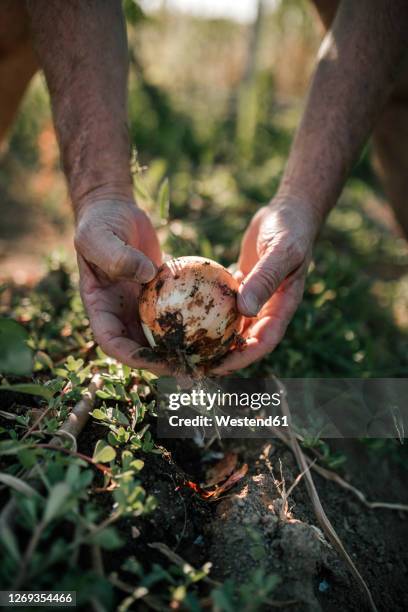 close-up of onion in hands of farmer - onion field stock pictures, royalty-free photos & images