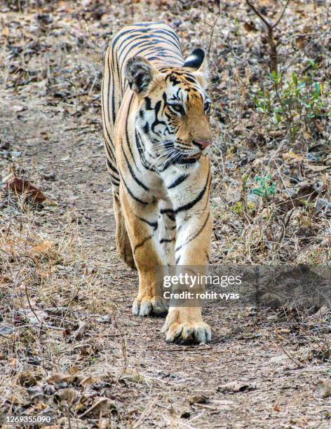 tiger in wild - bandhavgarh national park stock pictures, royalty-free photos & images