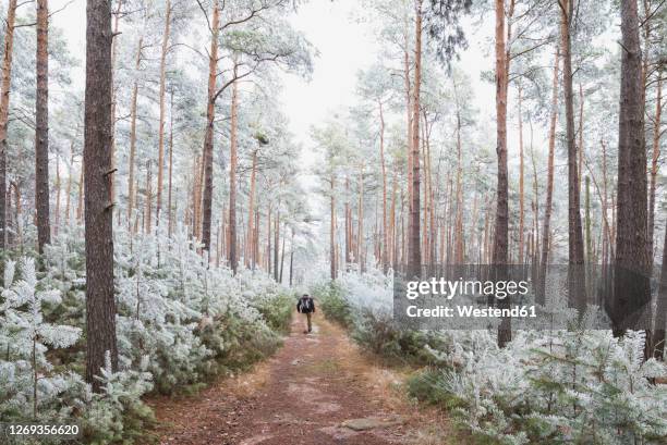 germany, rhineland-palatinate, lone hiker walking in frosted palatinate forest - deutschland wald winter stock-fotos und bilder
