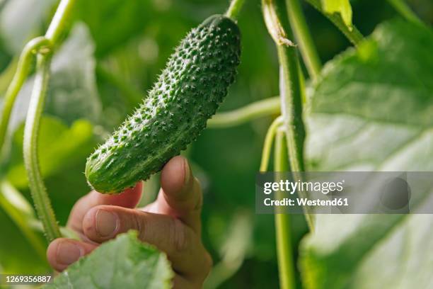 cropped image of man touching fresh cucumber grown in garden - cucumber leaves stock-fotos und bilder