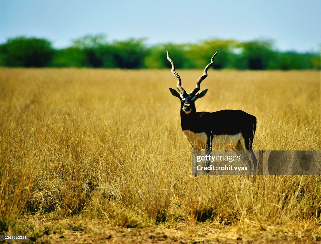 Black buck