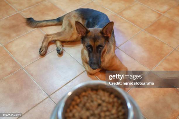 german shepherd, time to eat - cão pastor alemão imagens e fotografias de stock