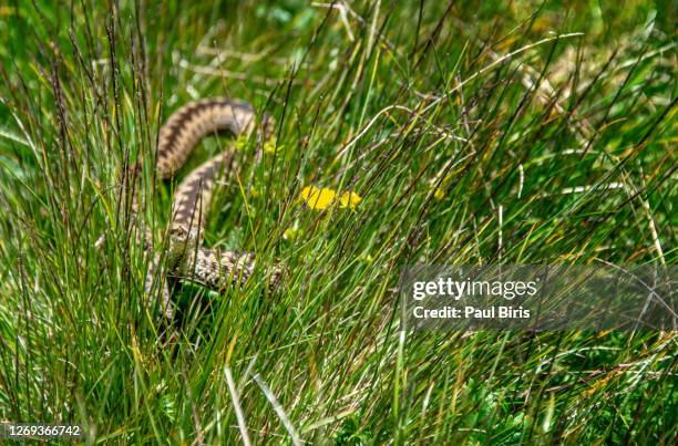 snake common viper on lawn, fagaras mountains, urlea trail, romania - vipera foto e immagini stock