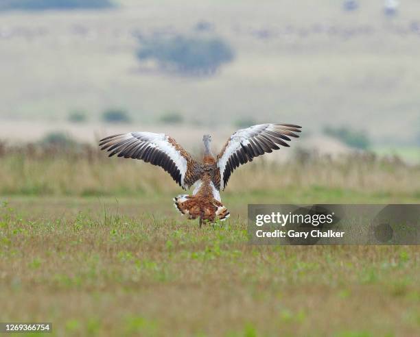 great bustard [ otis tarda] - great bustard stock pictures, royalty-free photos & images