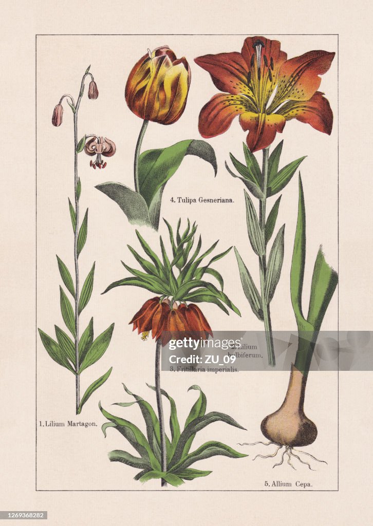 Monocotyledons, chromolithograph, published in 1895
