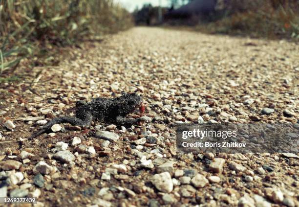 dead frog on the road. - frosch stock-fotos und bilder