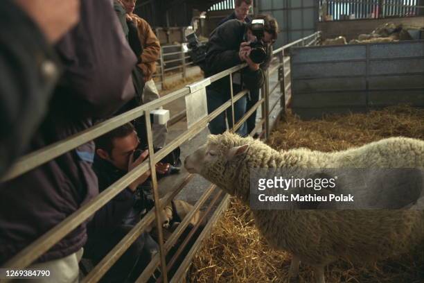 136 Dolly The Cloned Sheep Photos and Premium High Res Pictures - Getty  Images