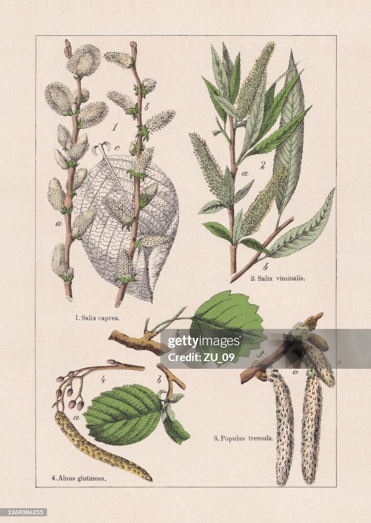 Dicotyledons, chromolithograph, published in 1895