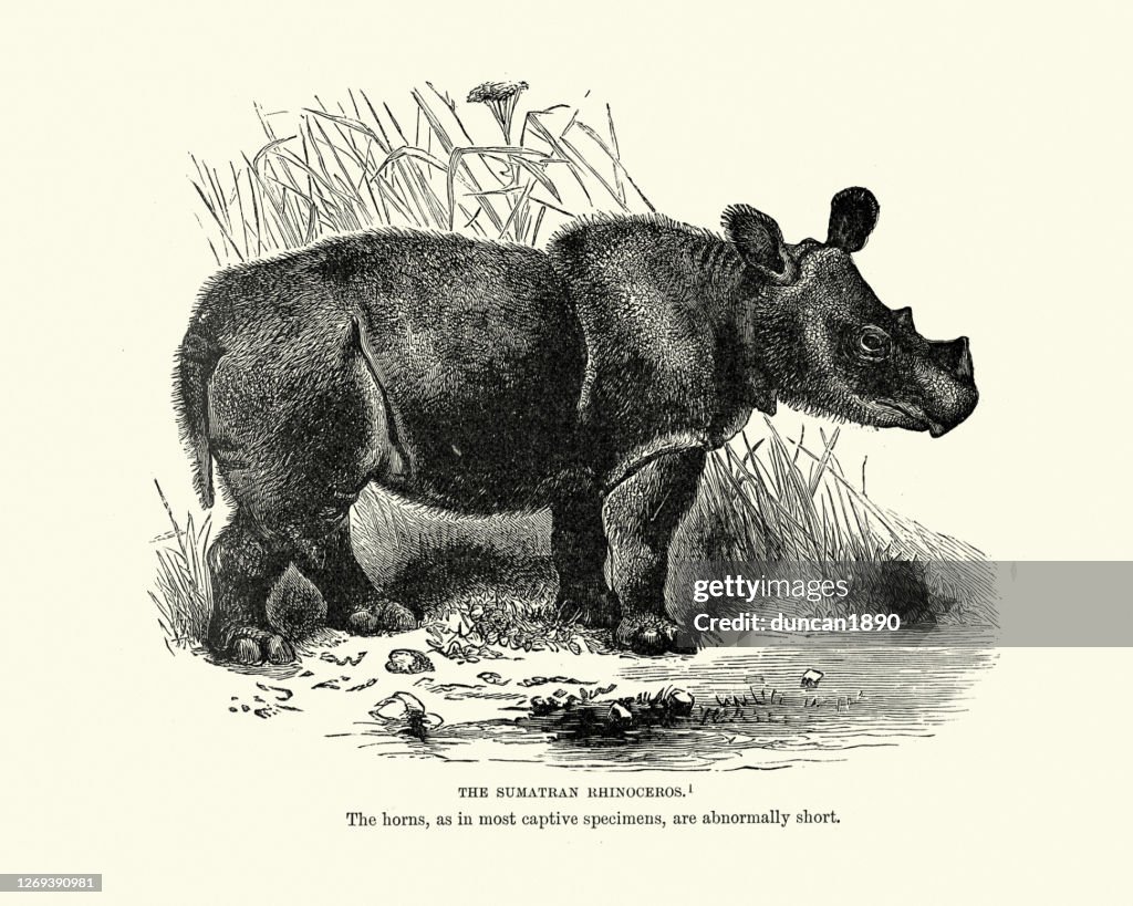 Sumatran rhinoceros, (Dicerorhinus sumatrensis)