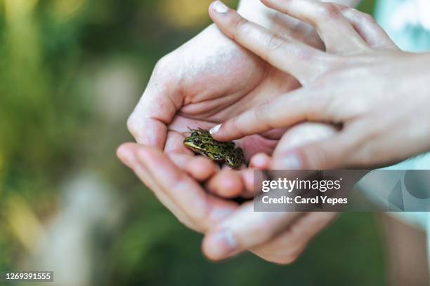 hand holding tiny frog - boy frog stock pictures, royalty-free photos & images