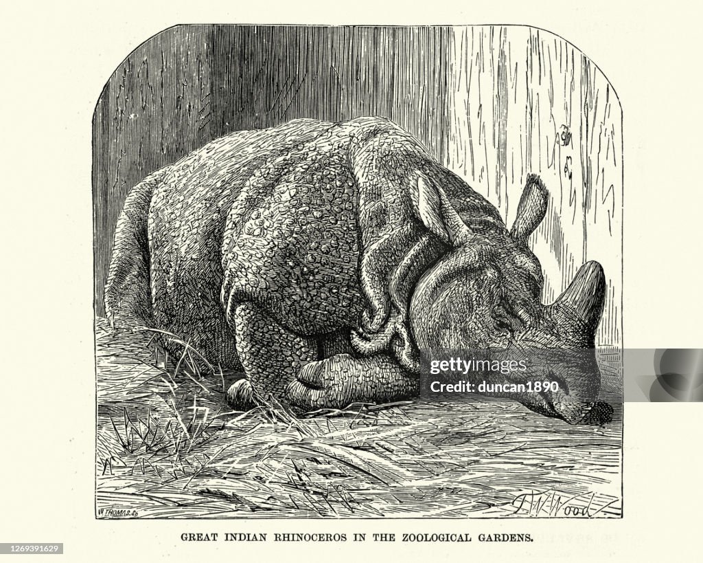 Indian rhinoceros (Rhinoceros unicornis) at London Zoo, 19th Century