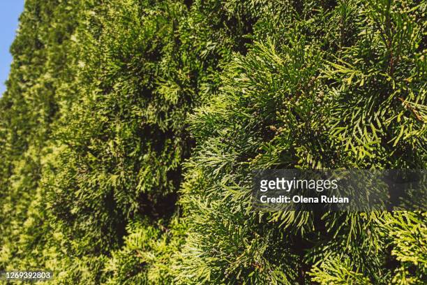 green well-groomed thuja close-up - american arborvitae stock pictures, royalty-free photos & images