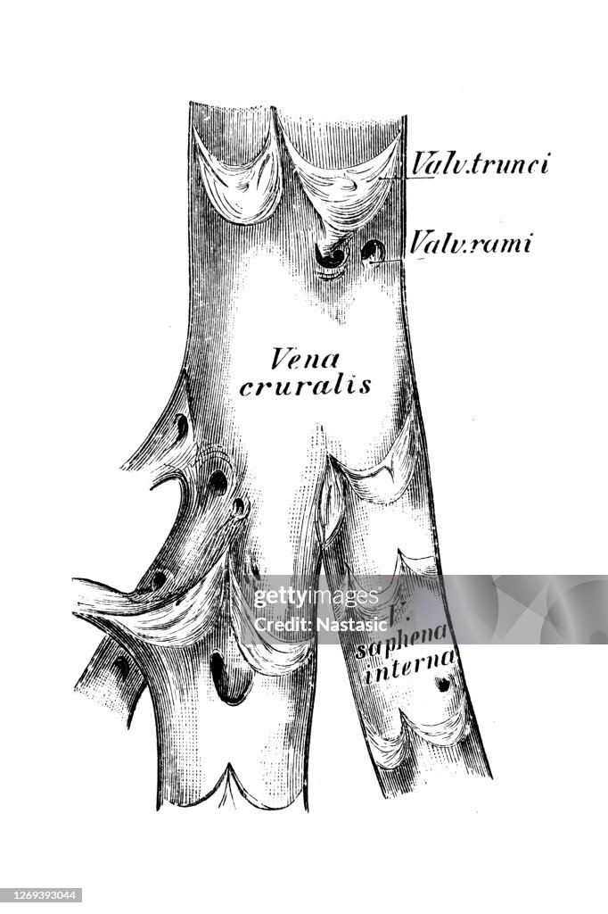 The crural vein cross section