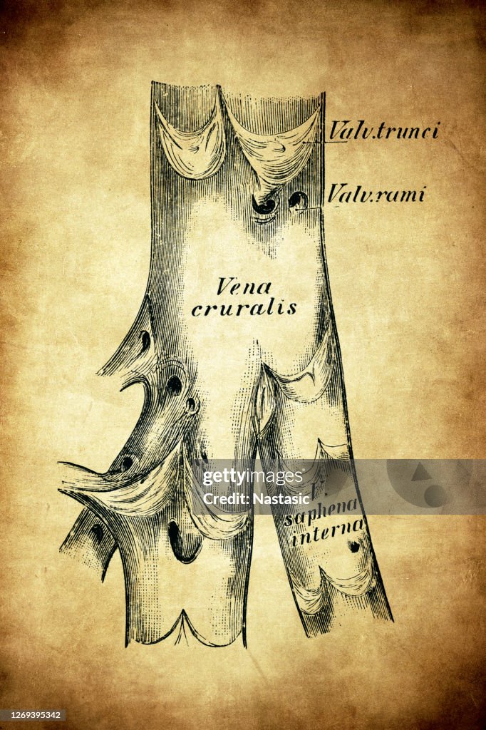 The crural vein cross section