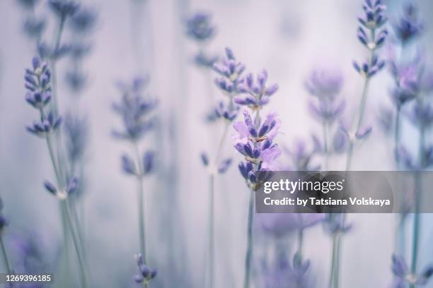 lavender plant close-up background - lavender - fotografias e filmes do acervo