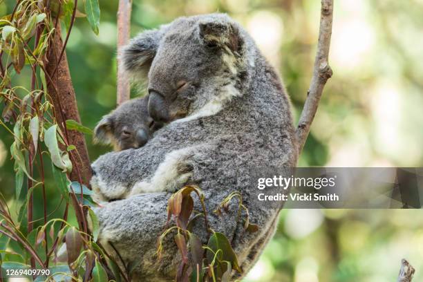 mother koala cuddling her baby koala in a tree - koala eating stock pictures, royalty-free photos & images