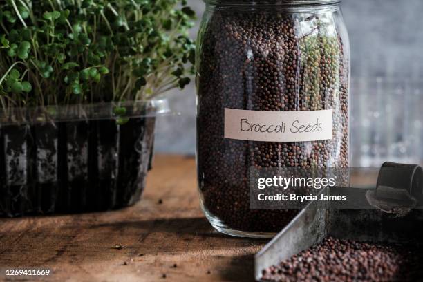 broccoli seeds for growing microgreens - broccoli stock pictures, royalty-free photos & images