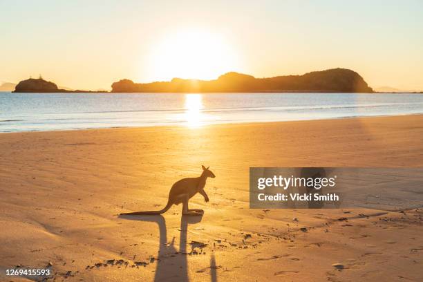 single wild australian kangaroo ( rock wallaby) on the beach at sunrise - kangaroo on beach foto e immagini stock