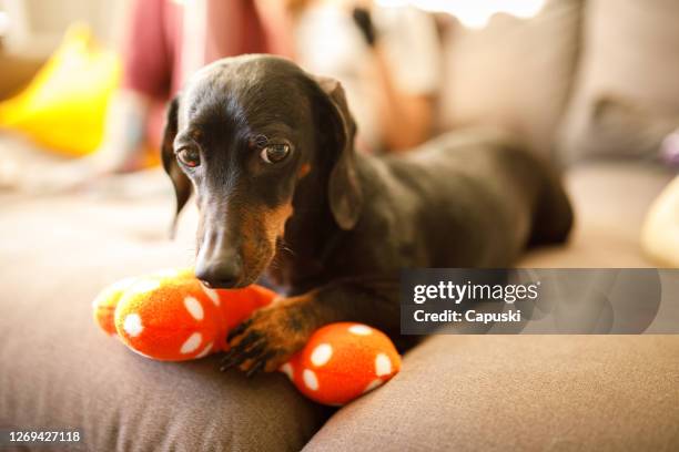 cane carino che protegge il suo giocattolo - gioco per animali domestici foto e immagini stock