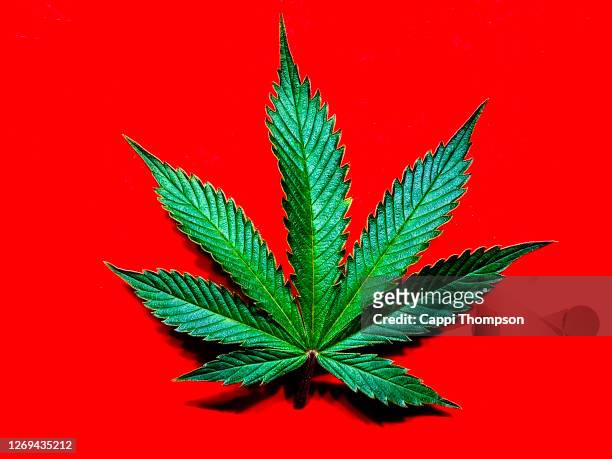 cannabis leaf over a bright red background - marijuana leaf 個照片及圖片檔