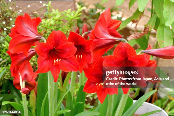 hippeastrum / amaryllis flower - amaryllis stock-fotos und bilder