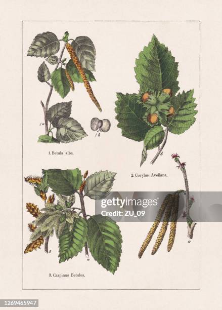 magnoliiden: birke, haselnuss und hainbuch, chromolithograph, veröffentlicht 1895 - birkenblätter stock-grafiken, -clipart, -cartoons und -symbole